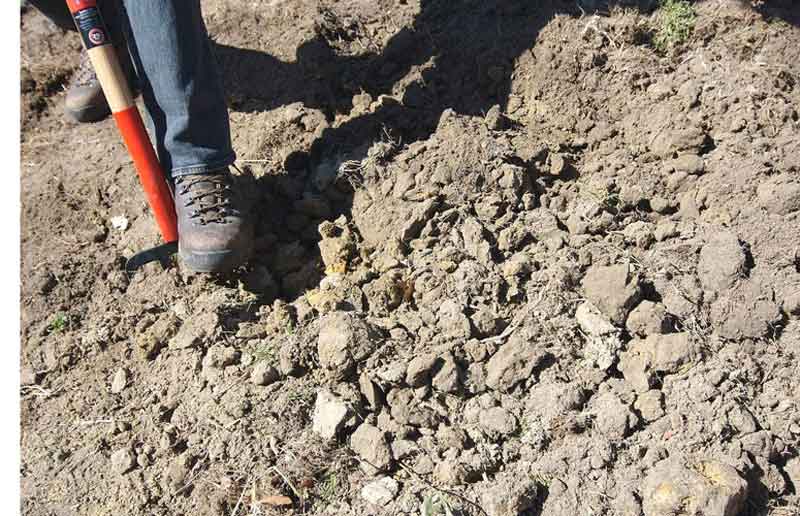 compacted clay soil being dug up