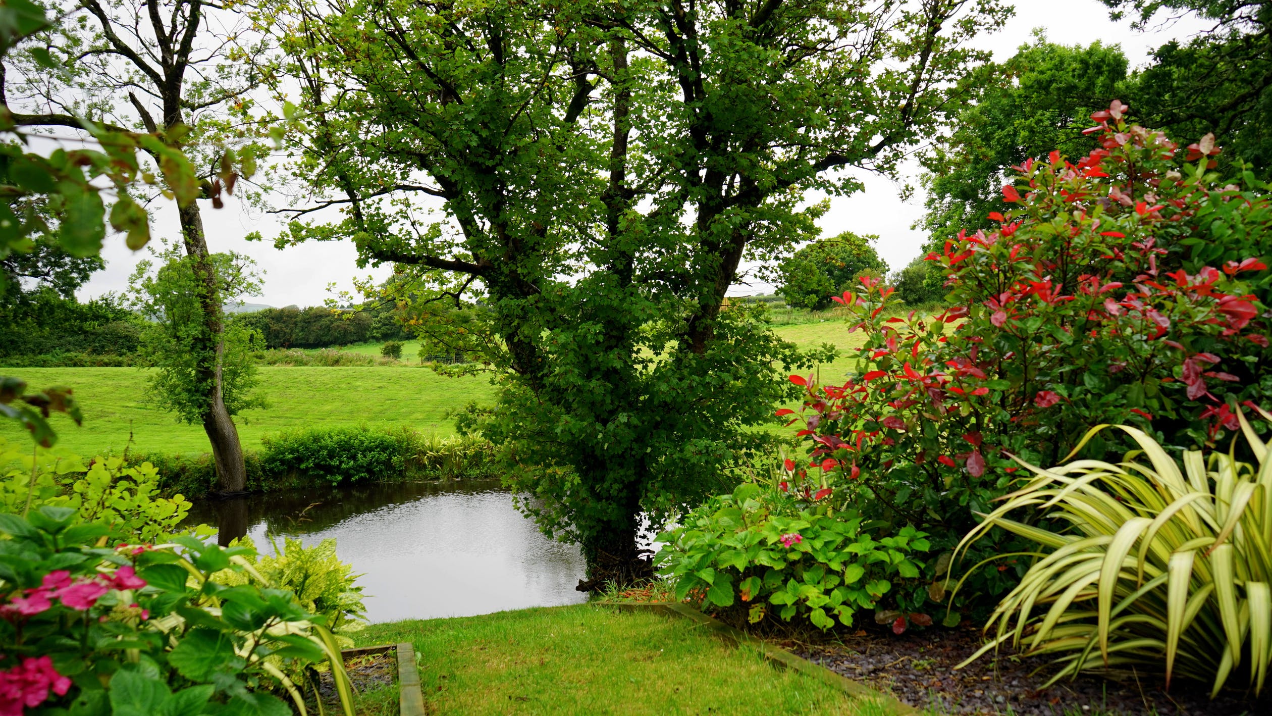 garden with pond