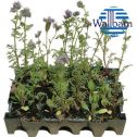 WallBarn Green Roofing Systems